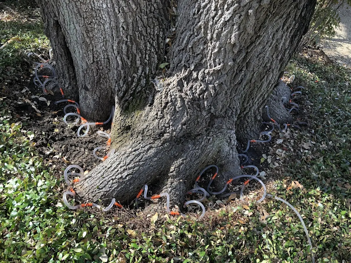 Detailed Tree Cabling and Bracing job site in Solen