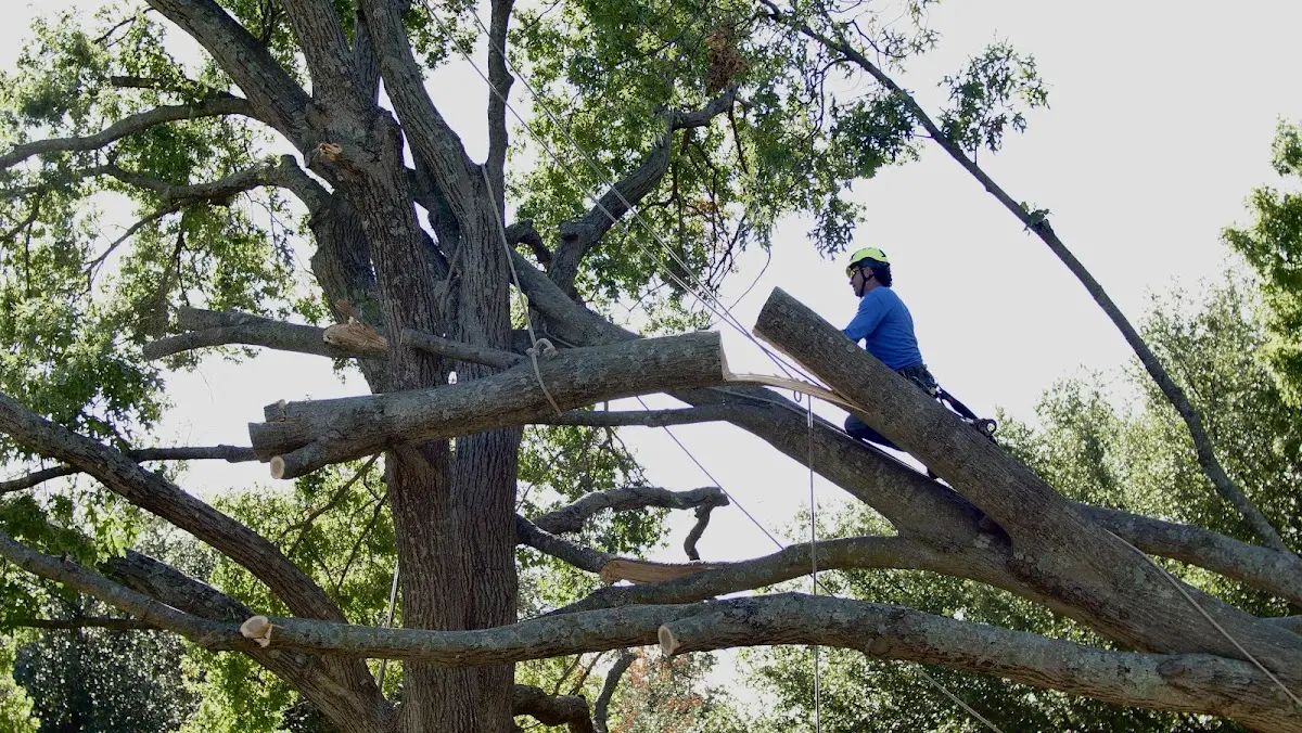 Professional Hazardous Tree Removal performed by certified arborists in Solen