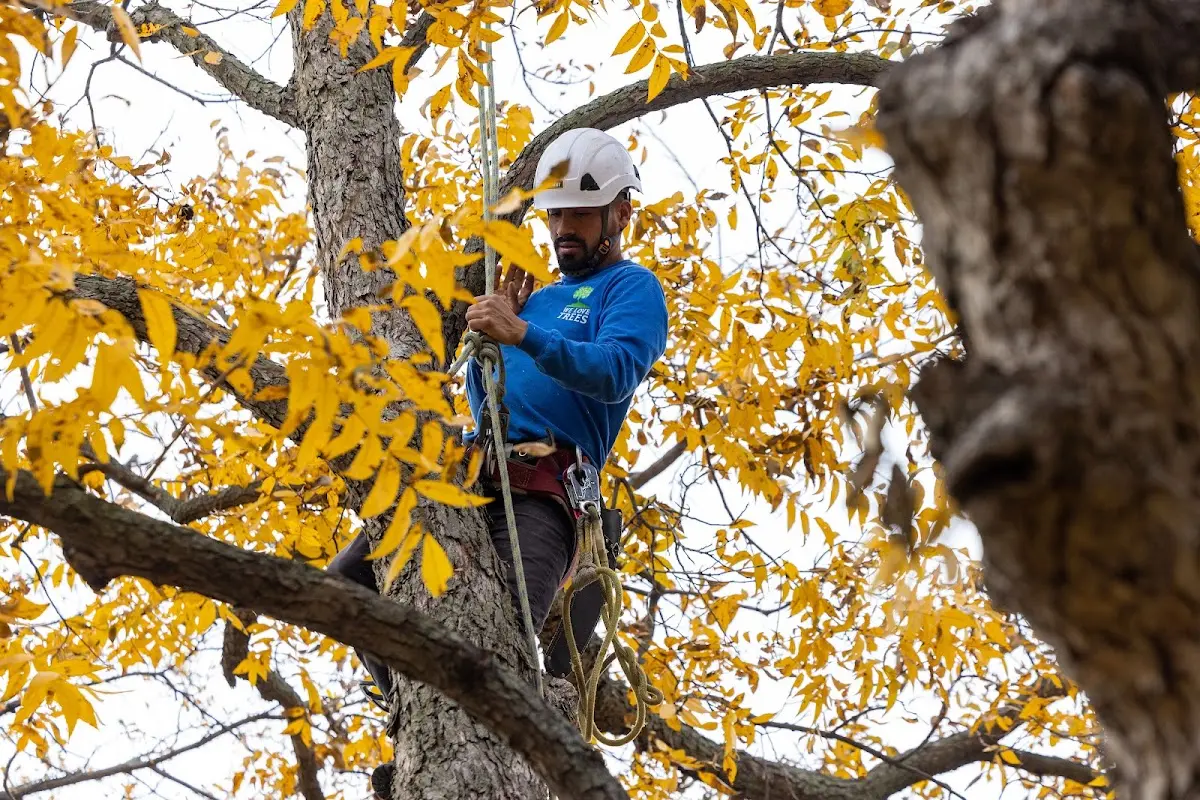 Skilled Dead Tree Removal crew working in Solen